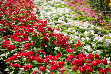 Colorful flower in layers under sunlight