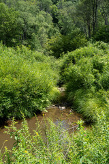 Small Brook in the Woods