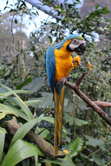 Full length view of Blue-Yellow Macaw eating