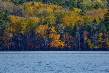 Obraz premium ちょうど見頃の紅葉とオンネトーブルーの湖の情景＠北海道