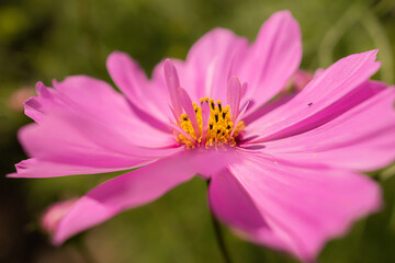 Obraz premium コスモスの花だより