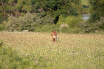 White Tailed Deer in Pasture