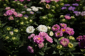 White, purple and pink chrysanthemum in garden under sunlight . A bouquet of chrysanthemums. Chrysanthemum Flower.