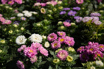 White, purple and pink chrysanthemum in garden under sunlight . A bouquet of chrysanthemums. Chrysanthemum Flower.