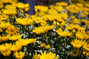 Many yellow chrysanthemums in the garden
