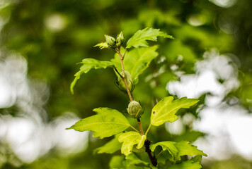 carretera, autopista, paisaje, cielo, viajando, asfaltar, bosque, naturaleza, montagna, árbol, campesina, campestre, camino, azul, montagna, verde, calle, curva, árbol, verano, cerro, viaje, conductos