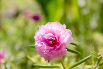 pink flower
