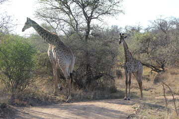 Naklejka na ściany i meble Giraffe, Kapama Private Game Reserve, South Africa.