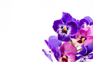 Fotobehang Roze en paarse viooltje bloemen op witte achtergrond © shironagasukujira