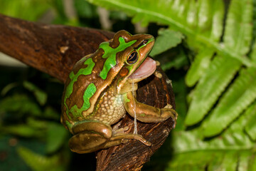 Green and Golden Bell frog eating it's skin