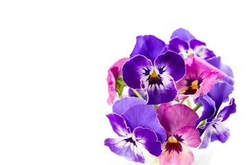 Fotobehang 白背景にピンクと紫のパンジーの花 © shironagasukujira