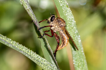 Robber Fly resting on dew covered grass