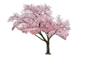 Fotobehang Kersenbloesem Pink sakura tree blooming on white background.  © Pond Thananat