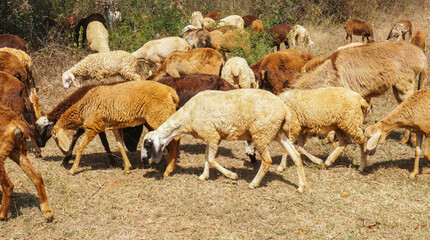 herd of sheep and lambs with the Shepherd 