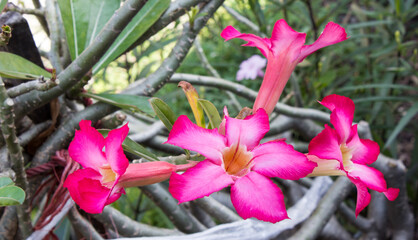 Beautiful pink azalea in the backyard, a natural concept.pink lily flower