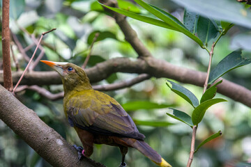 The green oropendola (Psarocolius viridis) is a species of bird in the family Icteridae. It is found in wooded habitats in the Amazon basin and Guianas of South America. 