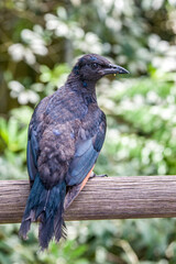A male Red-winged starling closeup image.
A bird of the starling family Sturnidae native to eastern Africa. An omnivorous, generalist species, it prefers cliffs and mountainous areas for nesting