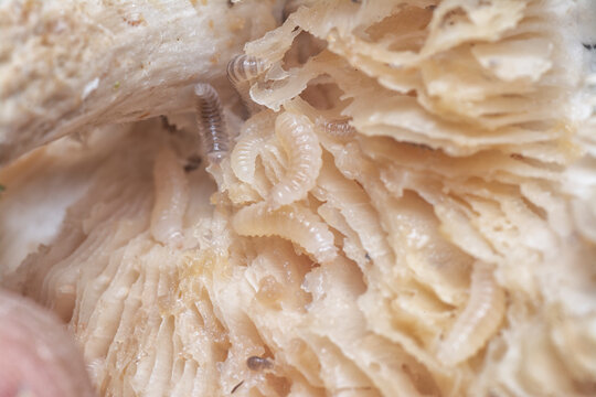 Mycetophagus Punctatus Maggots Feeding On The Edible Rotten Cap Termitomyces Mushroom.
