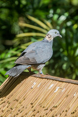 The closeup image of Common wood pigeon. The common wood pigeon (Columba palumbus) is a large species in the dove and pigeon family