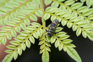 larva de una mariquita a punto de cambia de exoesqueleto