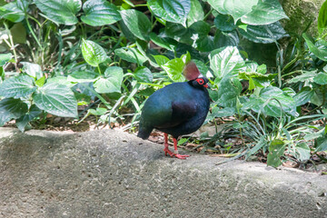 A male crested partridge (Rollulus rouloul), a gamebird in the pheasant family Phasianidae of the order Galliformes. The male is metallic green above with glossy dark blue underparts.