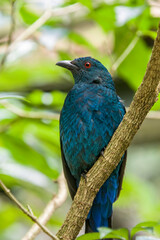 A female Asian fairy-bluebird (Irena puella). It is a medium-sized, arboreal passerine bird.
The female and first year male are entirely dull blue-green.