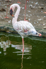 The lesser flamingo (Phoenicoparrus minor) is a species of flamingo occurring in sub-Saharan Africa, with another population in India, may be the most numerous species of flamingo.
