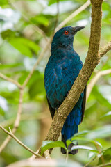 A female Asian fairy-bluebird (Irena puella). It is a medium-sized, arboreal passerine bird.
The female and first year male are entirely dull blue-green.