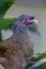 The Chaco chachalaca (Ortalis canicollis) is a species of bird in the family Cracidae. 
Its natural habitats are subtropical or tropical dry forest and subtropical or tropical moist lowland forest.