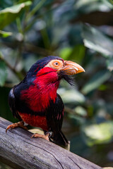 The bearded barbet (Lybius dubius) is an African barbet.
The barbets get their name from the bristles which fringe their heavy bills.