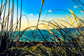 reeds at sunset