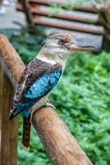 The blue-winged kookaburra (Dacelo leachii) is a large species of kingfisher native to northern Australia and southern New Guinea.