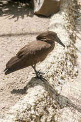 The hamerkop is a medium-sized wading bird with brown plumage. The shape of its head with a long bill and crest at the back is reminiscent of a hammer. It is found in Africa, Madagascar and Arabia