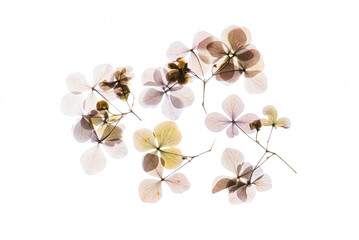 dry flowers on the white background