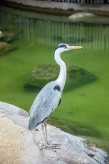 The grey heron (Ardea cinerea) is a long-legged predatory wading bird of the heron family, Ardeidae, native throughout temperate Europe and Asia and also parts of Africa.