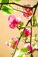 Fototapeta premium Magnolia tree flower. Spring flowers background. Nature blooming trees. Springtime.