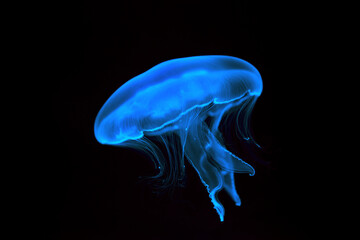 Blue transparent jellyfish close-up. Isolated on a black background. - Powered by Adobe
