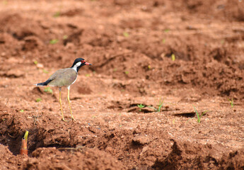 black crowned crane