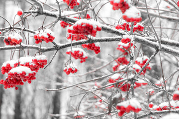 red juicy viburnum berries covered with snow and ice, selective focus, blur