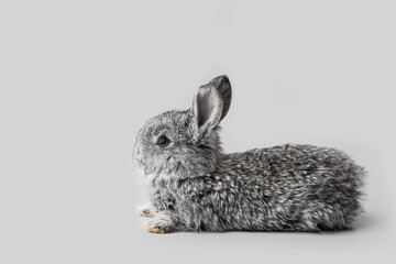 Cute fluffy rabbit on grey background