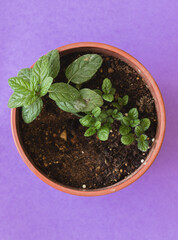 A red-brown flowerpot with a mint seedling inside, on a purple background