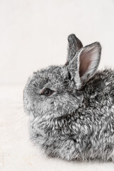 Cute fluffy rabbit on light background