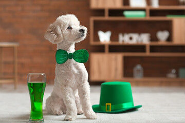Cute dog with glass of beer at home. St. Patrick's Day celebration
