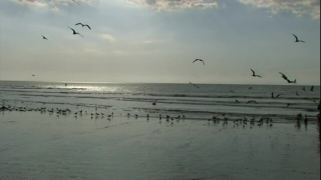 Aves 2, Pescador Playa Tarcoles Costa Rica