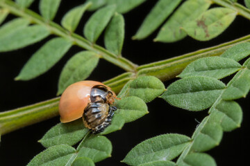 Mariquita cerca de su exoexqueleto dejado en una fase de cambio de exoesqueleto de larva