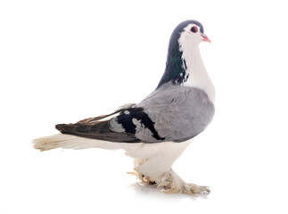 Lahore pigeon in studio