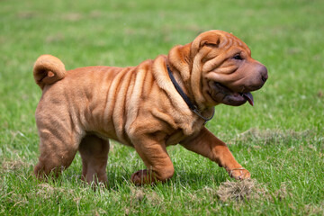 Shar Pei puppy