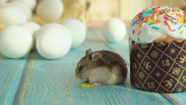 The mouse eats a grain and an Easter cake on a turquoise wooden table. a traditional treat for the holiday