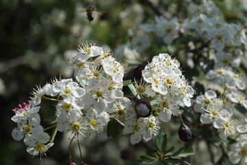 Blooming hawthorn tree branch 