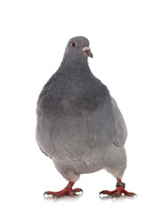 texan pigeon in studio